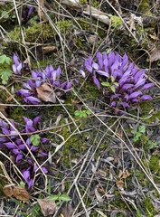 Lathraea clandestina