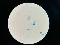 Rhizopogonaceae