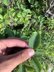 Amelanchier canadensis