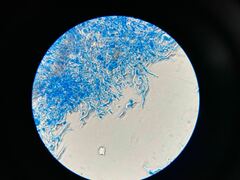 Rhizopogonaceae