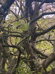 Parrotia