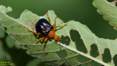 Tomapoderus ruficollis