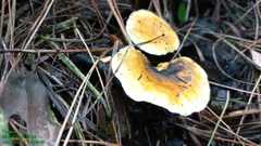 Hygrophoropsis