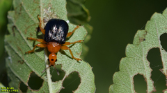 Tomapoderus ruficollis
