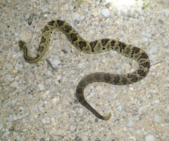 Crotalus ehecatl