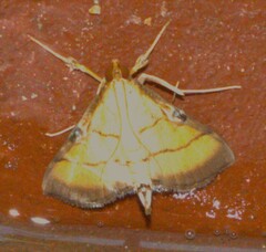 Cnaphalocrocis medinalis