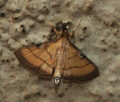 Cnaphalocrocis medinalis