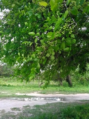 Phyllanthus chacoensis
