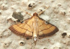 Cnaphalocrocis medinalis