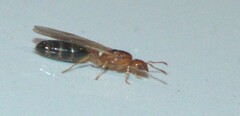 Trichomyrmex destructor