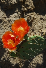 Opuntia phaeacantha