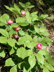 Paeonia obovata