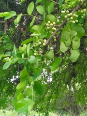 Phyllanthus chacoensis