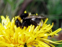 Bombus hortorum