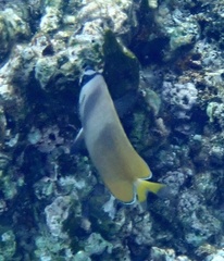 Chaetodon kleinii