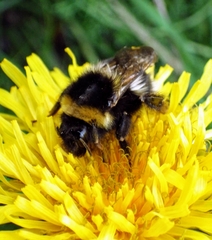 Bombus hortorum