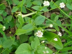 Pfaffia glomerata