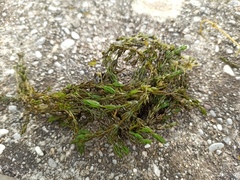 Chara globularis