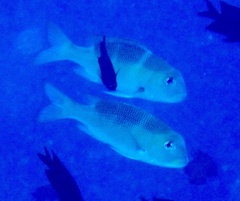 Monotaxis grandoculis