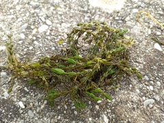 Chara globularis