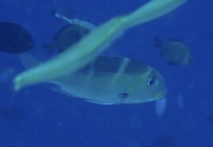 Monotaxis grandoculis