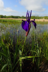 Iris laevigata