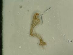 Evacanthus acuminatus