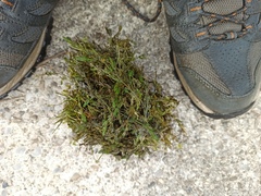 Chara globularis