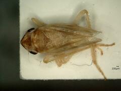 Evacanthus acuminatus