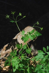 Osmorhiza brachypoda