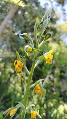 Chloraea