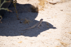 Dipsosaurus dorsalis