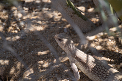 Dipsosaurus dorsalis