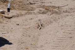 Dipsosaurus dorsalis