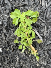 Amaranthus blitum