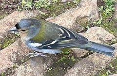 Fringilla coelebs maderensis