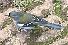 Fringilla coelebs maderensis