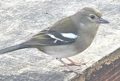 Fringilla coelebs maderensis