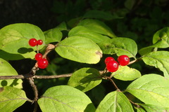 Lonicera chrysantha