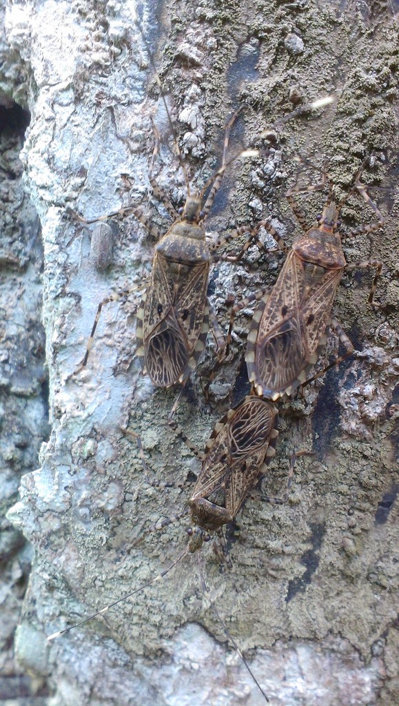 Panstronhygia