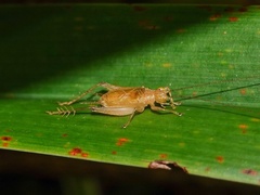 Anaxipha henryi