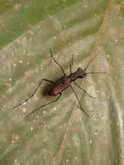 Odontocheila
