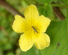 Conocephalus signatus