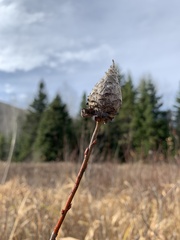 Rabdophaga strobiloides