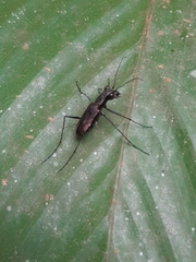 Odontocheila