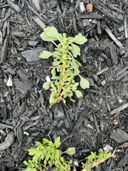 Amaranthus blitum