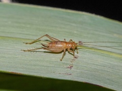 Anaxipha henryi