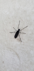 Penthetria heteroptera
