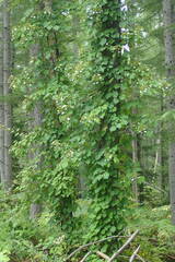Hydrangea petiolaris