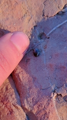 Littorininae